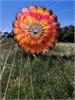 30-IMG_20200601_125559